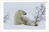 Polar Bear Mother With Her Cubs by Anonymous