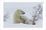 Polar Bear Mother With Her Cubs by Anonymous