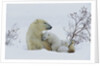 Polar Bear Mother With Her Cubs by Anonymous