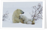Polar Bear Mother With Her Cubs by Anonymous