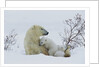 Polar Bear Mother With Her Cubs by Anonymous