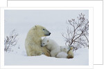 Polar Bear Mother With Her Cubs by Anonymous