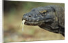 Komodo Dragon by Anonymous