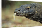 Komodo Dragon by Anonymous