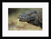 Komodo Dragon by Anonymous