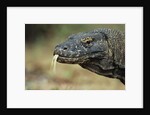 Komodo Dragon by Anonymous