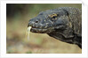 Komodo Dragon by Anonymous
