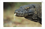 Komodo Dragon by Anonymous