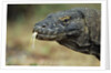 Komodo Dragon by Anonymous