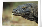Komodo Dragon by Anonymous