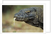 Komodo Dragon by Anonymous