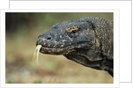 Komodo Dragon by Anonymous