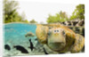 Face to Face with Green Sea Turtles by Anonymous