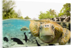 Face to Face with Green Sea Turtles by Anonymous
