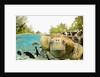 Face to Face with Green Sea Turtles by Anonymous