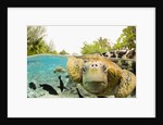 Face to Face with Green Sea Turtles by Anonymous