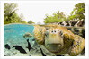 Face to Face with Green Sea Turtles by Anonymous