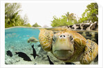 Face to Face with Green Sea Turtles by Anonymous