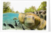 Face to Face with Green Sea Turtles by Anonymous