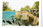 Face to Face with Green Sea Turtles by Anonymous