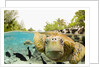 Face to Face with Green Sea Turtles by Anonymous