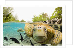 Face to Face with Green Sea Turtles by Anonymous