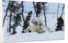Polar Bear Mother With Her Cubs by Anonymous