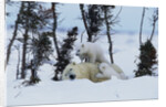 Polar Bear Mother With Her Cubs by Anonymous