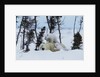 Polar Bear Mother With Her Cubs by Anonymous