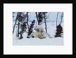 Polar Bear Mother With Her Cubs by Anonymous