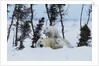 Polar Bear Mother With Her Cubs by Anonymous
