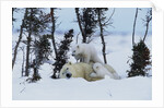 Polar Bear Mother With Her Cubs by Anonymous