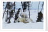 Polar Bear Mother With Her Cubs by Anonymous