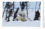 Polar Bear Mother With Her Cubs by Anonymous