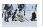 Polar Bear Mother With Her Cubs by Anonymous