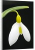 Close-Up View of Wendy's Gold Snowdrop Flower by Anonymous