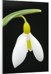 Close-Up View of Wendy's Gold Snowdrop Flower by Anonymous