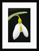 Close-Up View of Wendy's Gold Snowdrop Flower by Anonymous