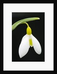 Close-Up View of Wendy's Gold Snowdrop Flower by Anonymous