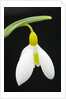 Close-Up View of Wendy's Gold Snowdrop Flower by Anonymous