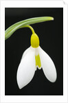 Close-Up View of Wendy's Gold Snowdrop Flower by Anonymous