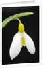 Close-Up View of Wendy's Gold Snowdrop Flower by Anonymous