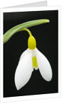 Close-Up View of Wendy's Gold Snowdrop Flower by Anonymous