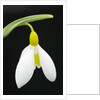 Close-Up View of Wendy's Gold Snowdrop Flower by Anonymous