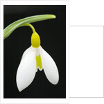 Close-Up View of Wendy's Gold Snowdrop Flower by Anonymous