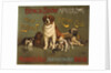 New England Kennel Club Bench Show Poster by Anonymous