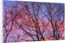 Dark Oak Trees Against Fiery Sky at Sunset by Anonymous