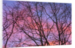 Dark Oak Trees Against Fiery Sky at Sunset by Anonymous