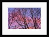 Dark Oak Trees Against Fiery Sky at Sunset by Anonymous