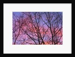 Dark Oak Trees Against Fiery Sky at Sunset by Anonymous